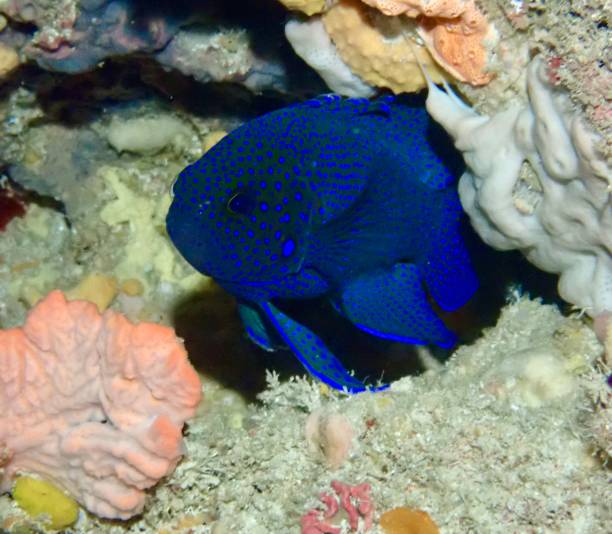 istock Western blue devil fish hides in rocky reef with colorful coral 2184056099
