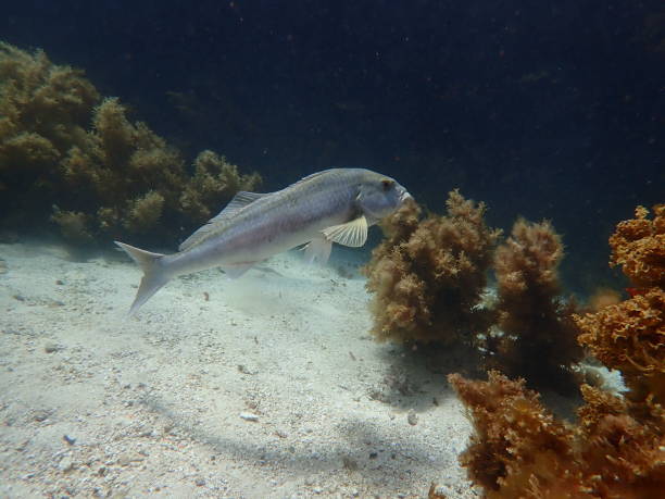 istock Dusky Morwong fish gliding through seaweed 2184057127