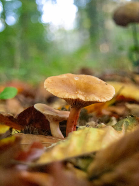 istock Mushrooms in the forrest , woodland 2184058287