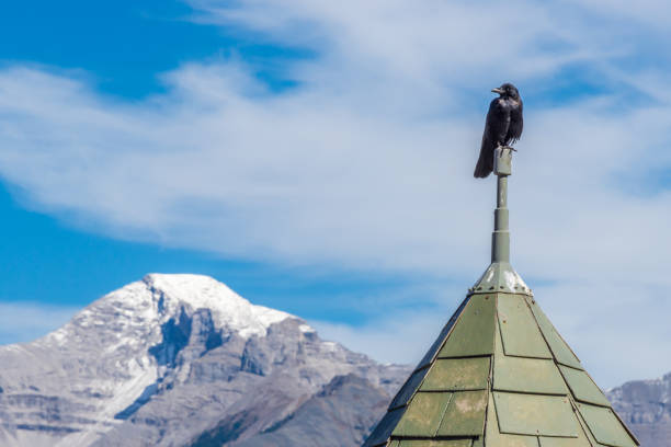 A solitary crow perches on a rooftop against a backdrop of a snow-capped mountain. The clear blue sky enhances the contrast between nature and architecture, evoking tranquility and solitude