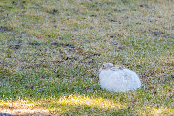 A bunny with one ear standing and one ear down