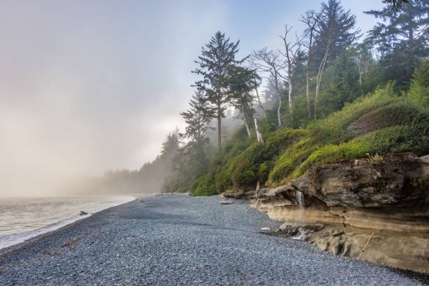 istock Serene Pebble Beach with Misty Forest and Rocky Cliffs 2184059068