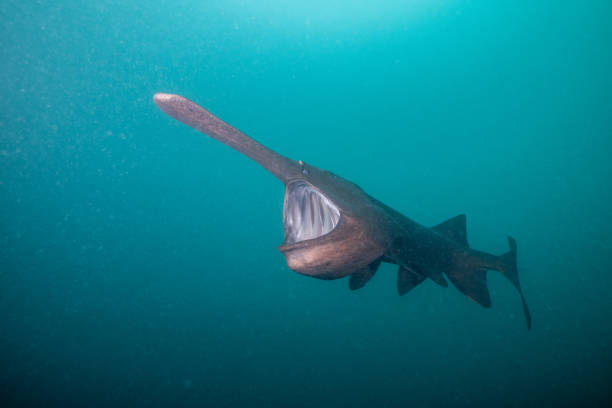 istock American paddlefish feeding on plankton in lake 2184059427