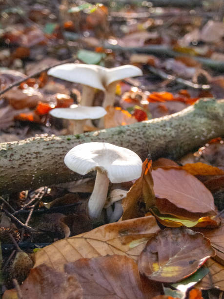 istock Mushrooms in the forrest , woodland 2184059502