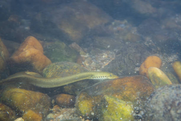 Releasing small eels into the river will help create a balance in the river ecosystem so that living things do not become extinct and is a way of making merit according to the principles of Buddhism in Thailand.