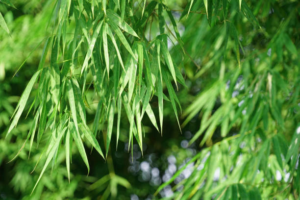 istock Close up on green leaves of bamboo forest 2184059720