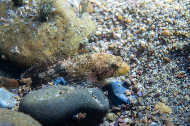 Mottled sculpin at the bottom of a river