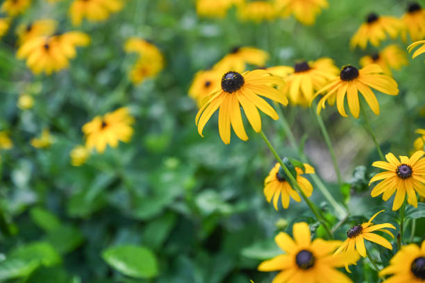 Yellow flowers