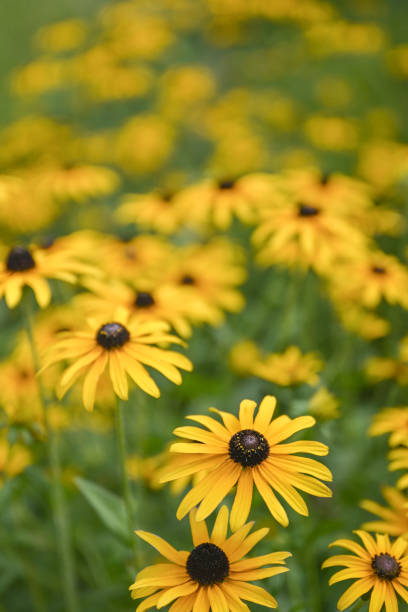 istock Black eyed Susan yellow flowers 2184060772