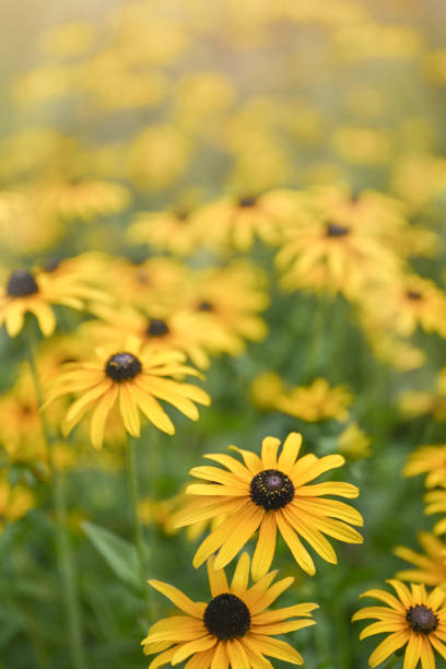 istock Black eyed Susan yellow flowers 2184060775