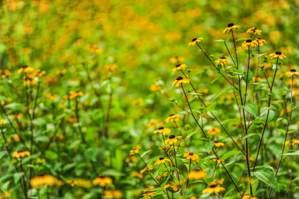 Green pigeon pea field in India