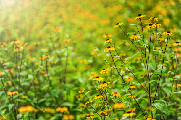 Black eyed Susan yellow flowers, uncultured close up