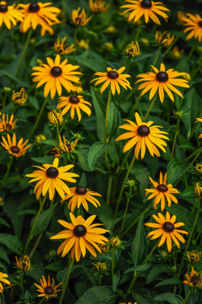 istock Black eyed Susan yellow flowers 2184061012
