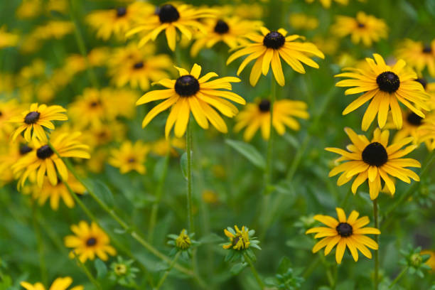 istock Black eyed Susan yellow flowers 2184061024