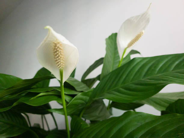istock Beautiful white lily flower 2184061403