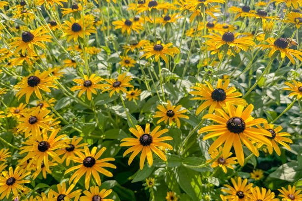 istock Black eyed Susan yellow flowers 2184062018