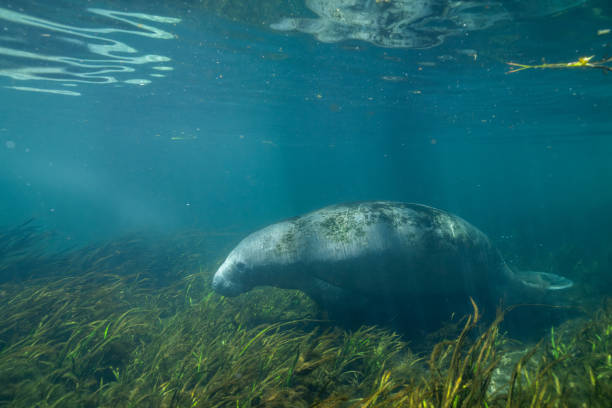 istock West indian manatee swimming underwater with grassy river bed 2184062219