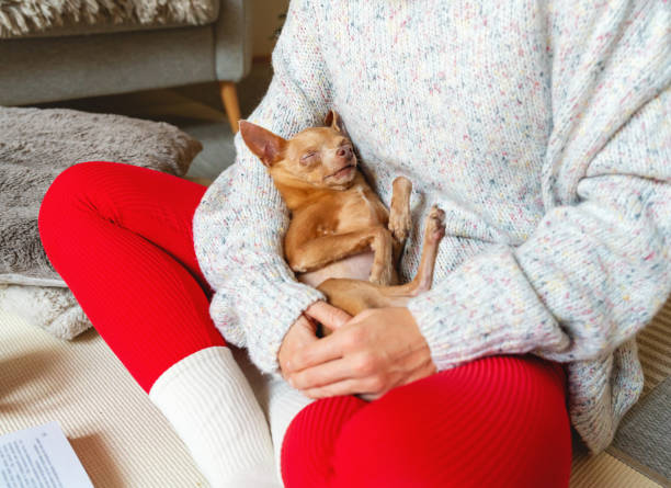 istock Cute small Toy Terrier dog sleeping on its back in owner's hands. 2184065333