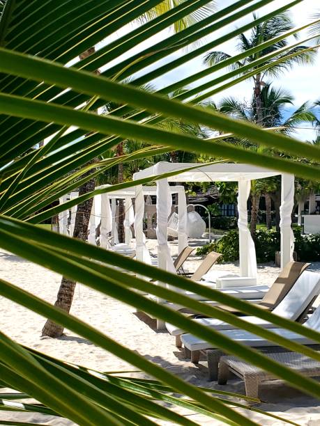 istock Sneak Peek in Paradise 2184068338