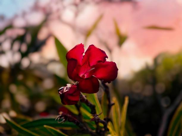 flower, close-up, nature, natural beauty, red petals, bokeh, blurred background, flower photography, vibrant color, garden, greenery, natural environment, plant, macro photography, contrast, nature photography, red flower, floral details, outdoor scene, softness, foliage, natural light, blooming, floral texture, natural aesthetics, artistic photography, soft ambiance, natural harmony, botany, radiance, isolated flower, elegance, blurred background, romantic, delicate beauty, green leaf, spring, summer, warm colors