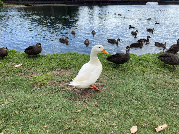 istock White duck standing out from the crowd concept 2184068548