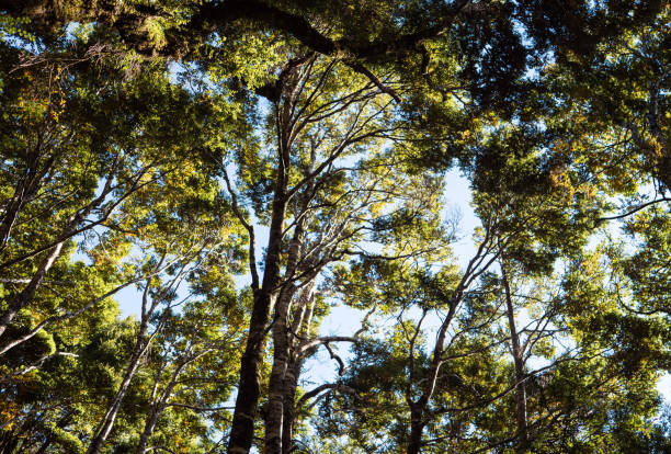 istock Native New Zealand tree canopy mossy nature 2184069101