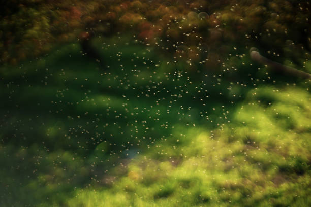 A swarm of tiny flying insects is captured in a sunlit area with a soft, blurred green background. The insects appear as small glowing specks, scattered across the frame, with sunlight highlighting their delicate presence. The blurred background consists of various green tones, providing a natural and atmospheric setting for the insects.
