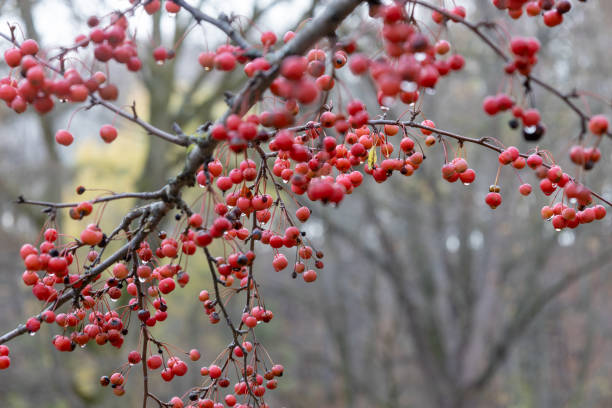 This image shows a full frame abstract texture background of autumn red color tiny fruits on a crab apple (malus) tree.