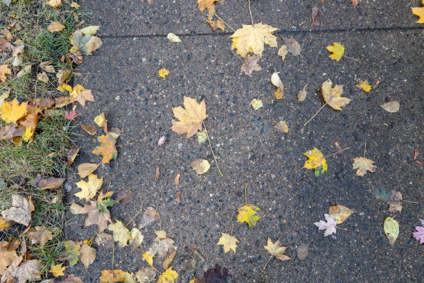 istock Top view of maple leaves on a sidewalk 2184072647