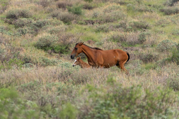 Salt River wild horses in the Sonoran Desert near Phoenix, Arizona