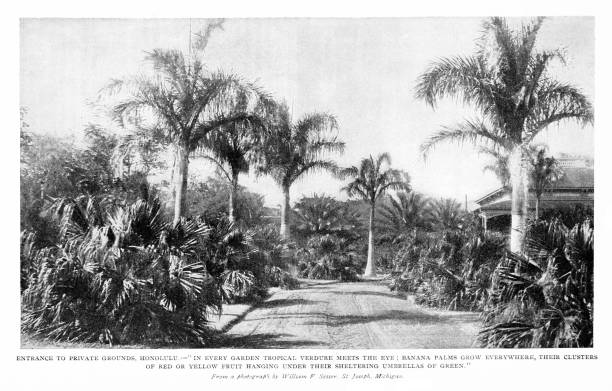 istock Coconut Trees and Palms, Hawaii, United States, Botany 2184073694