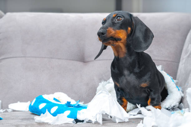 istock Mischievous dachshund with torn pillow on couch in cozy home setting 2184074080