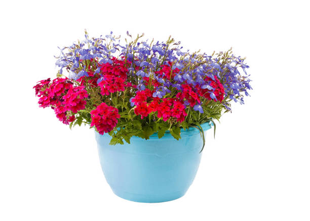 Flower arrangement in the garden