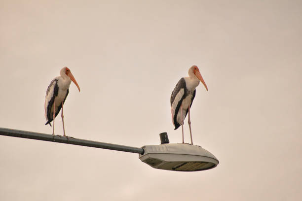 A large stork with long legs, an orange beak, and pink and black feathers perches on a metal pole in the Kuala Lumpur neighborhood against a soft sky background, creating a striking silhouette.