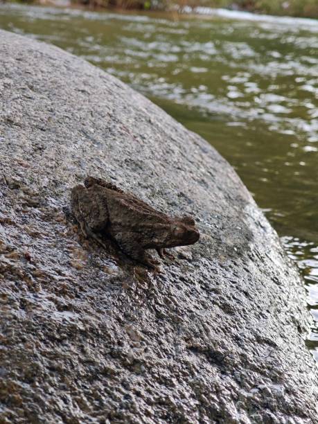 istock Frog sitting on a rock at the edge of a river. 2184078202