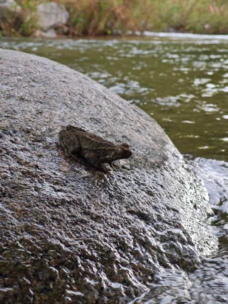 Frog sitting on a rock at the edge of a river.