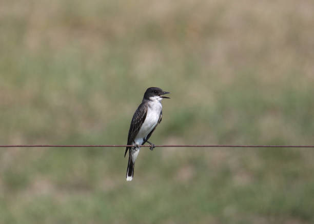 istock Eastern Kingbird (tyrannus tyrannus) perched on a strand of barbed wire 2184078613