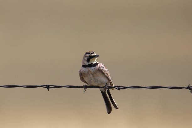 istock Horned Lark (eremophila alpestris) perched on a strand of barbed wire 2184078649
