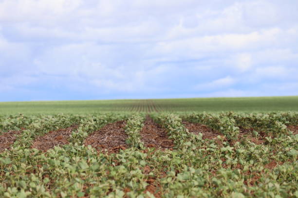 istock Soybean field in a sunny day. Agricultural scene. 2184079294