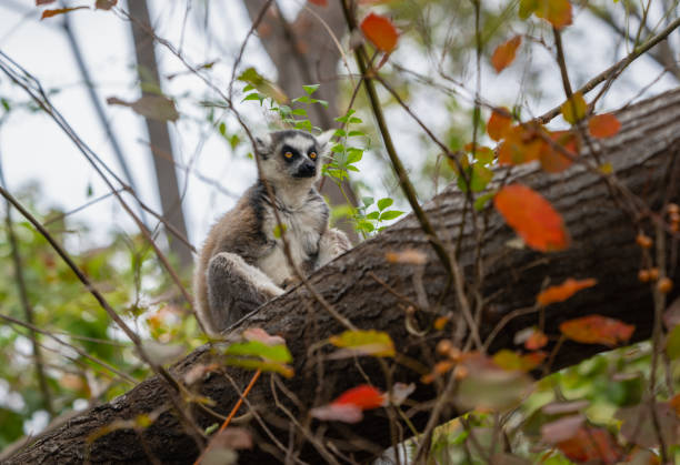 A ring-tailed lemur sits on a tree branch surrounded by foliage. The lemur's distinctive black and white striped tail is visible. Isalo National Park, Madagascar.
