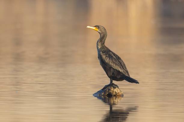 istock Double crested cormorant perched on rock in water. 2184086589