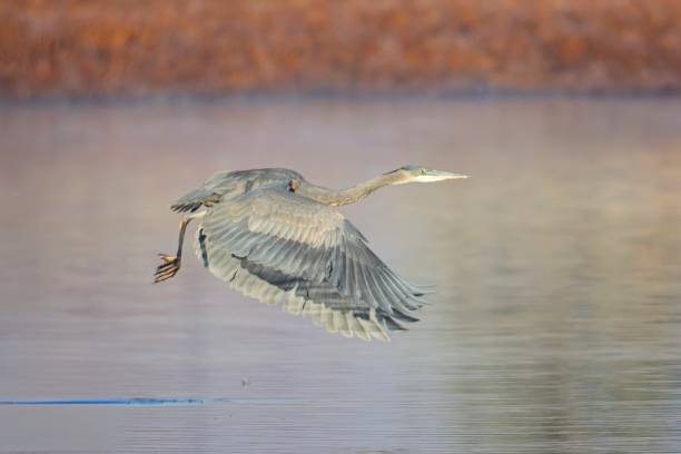 istock Flying heron with wings swept downward. 2184086609