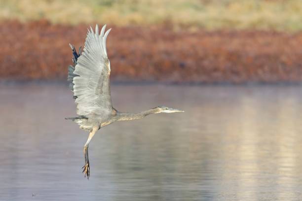 istock Heron flying with wings spread upward. 2184086611