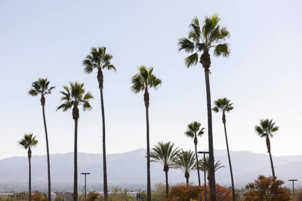 istock Norco California Palm Trees 2184090036