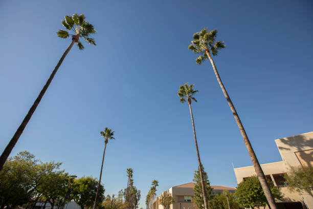 istock Norco California Palm Trees 2184090056