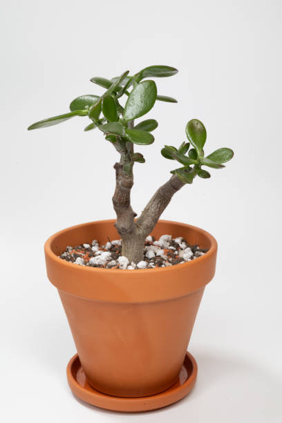 istock Jade bonsai in a small terracotta pot. 2184091532