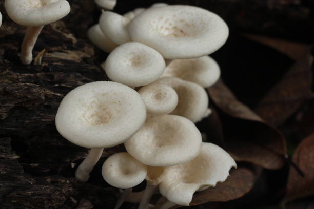 istock Edible wild mushroom in tropical rainforest 2184091678