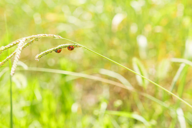 Vibrant Ladybug Perched on a Leaf in Nature