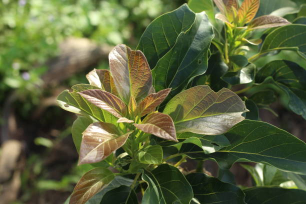 istock Avocado leaf or Persea americana plant 2184094152