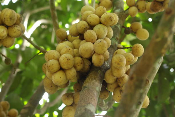 istock Langsat fruit or Lansium domesticum or lazones or lansium parasiticum on tree 2184094178